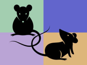illustration rats