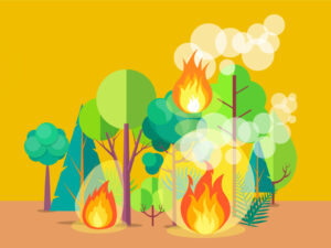 illustration feux de forêt