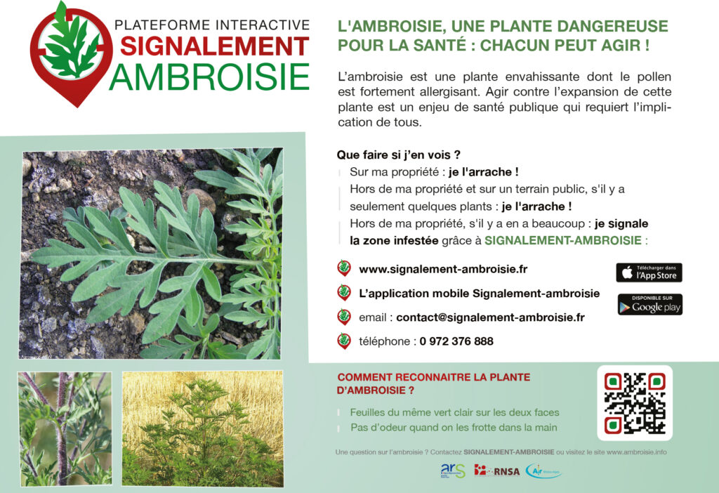 Ambroisie flyer p2