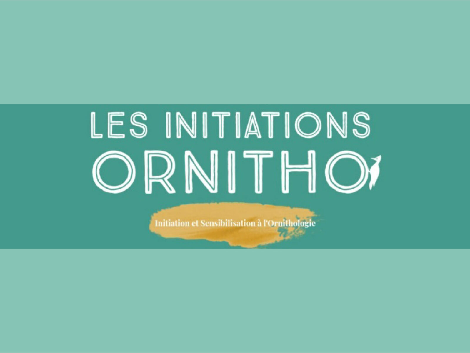 illustration asso Les Intitiations Ornitho