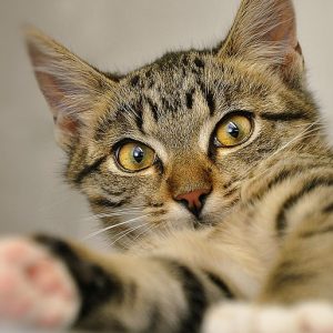 cat-2668710_960_720